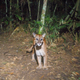 Image for article titled How Scientists Use Hidden "Camera Traps" to Get Incredible Cameos of Animals in the Wild